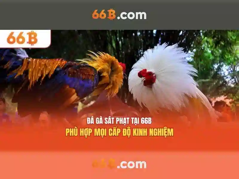  66b uy tín không - 66B